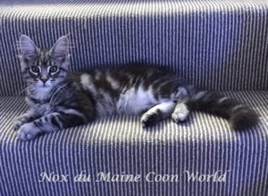 maine coon black silver