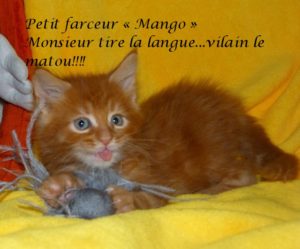 chaton maine coon red blotched