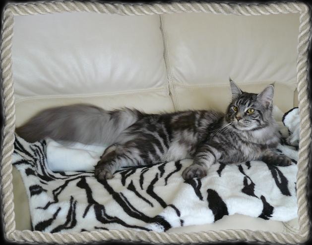 Crooner dit charly, un très beau mâle maine coon black silver. Il est Champion d'Europe