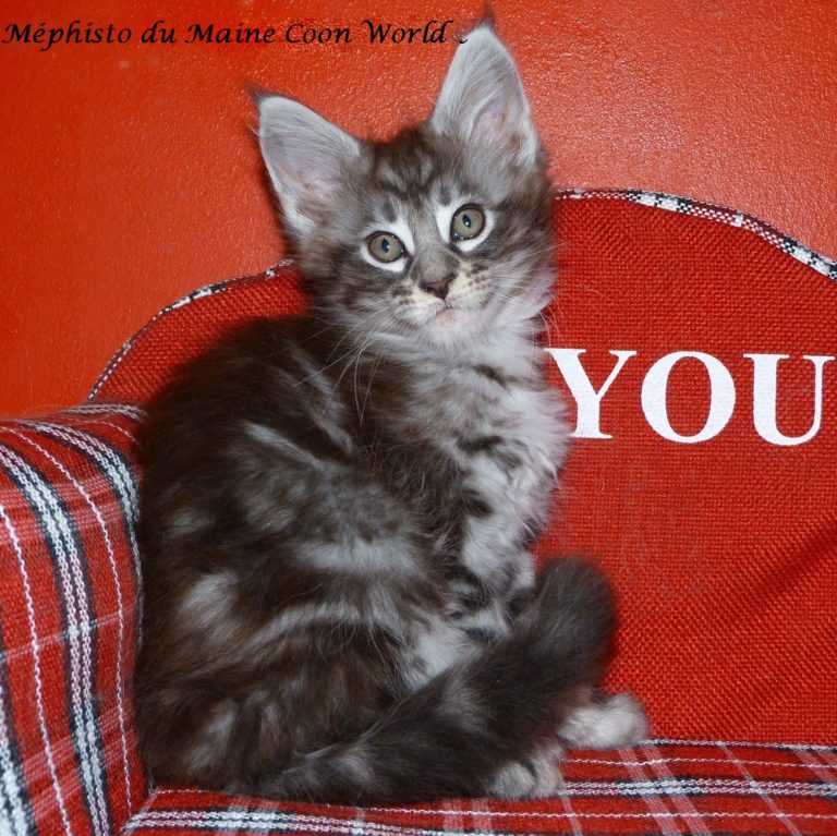 chaton maine coon black silver blotched tabby