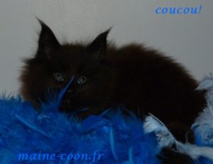 chaton maine coon black 