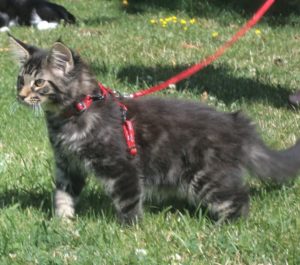 mâle maine coon brown blotched qui marche avec un harnais