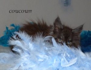 chaton maine coon farceur