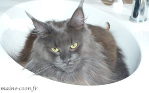 femelle maine coon bleue smoke