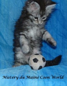 Chatonne maine coon qui joue au foot