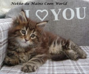 chaton maine coon brown