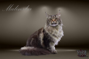 Chaton Maine Coon A Vendre Chatterie Du Maine Coon World Chaton Maine Coon A Vendre Chatterie Du Maine Coon World