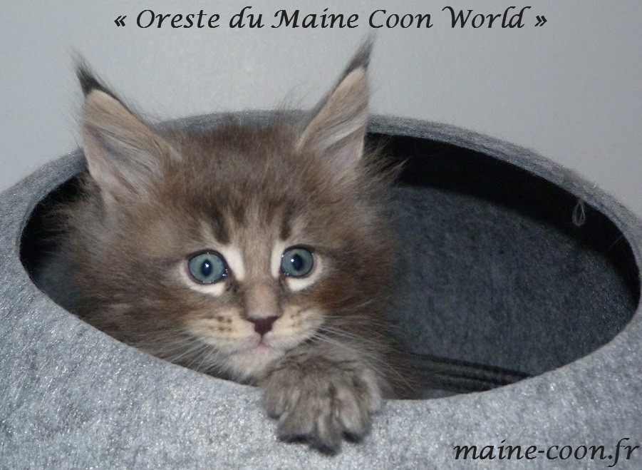 chaton maine coon bleu blotched tabby