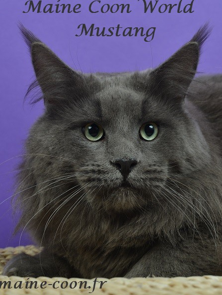 Maine coon world Mustang maine coon bleu 18 mois