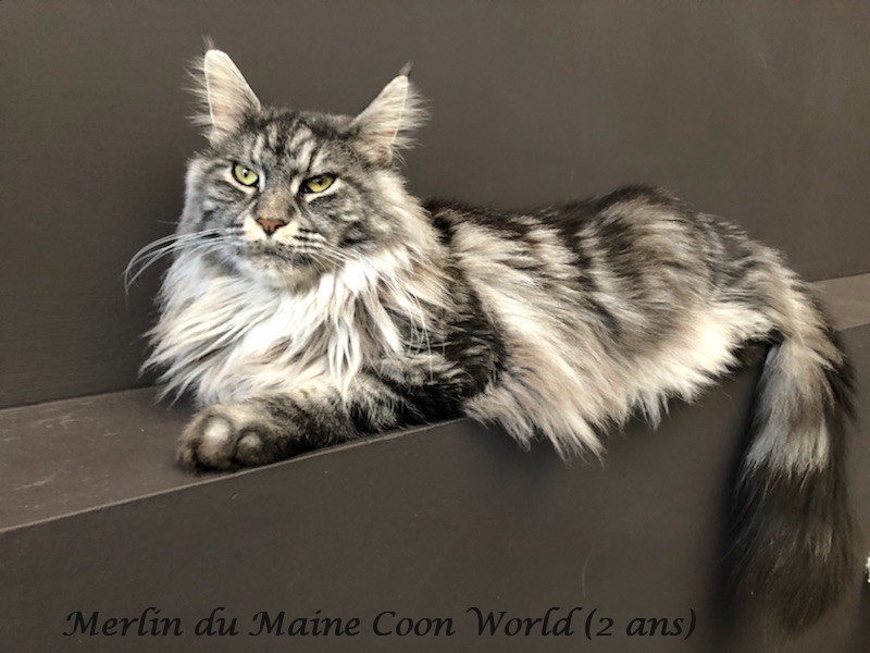 Merlin du maine coon world maine coon mâe black silver blotched tabby