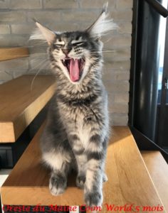 Oreste du maine coon world maine coon mâle bleu silver blotched tabby de 5 mois "un sourire d'enfer"