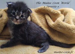 Chaton Maine Coon A Vendre Chatterie Du Maine Coon World Chaton Maine Coon A Vendre Chatterie Du Maine Coon World