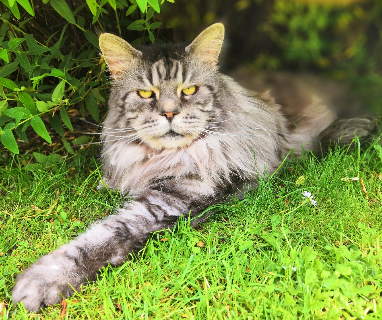 Votre maine coon peut-il sortir ? - Chatterie du maine coon world